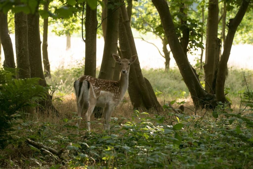 Vrijvakantiehuis Duinweg 2B Oostkapelle Luaran gambar